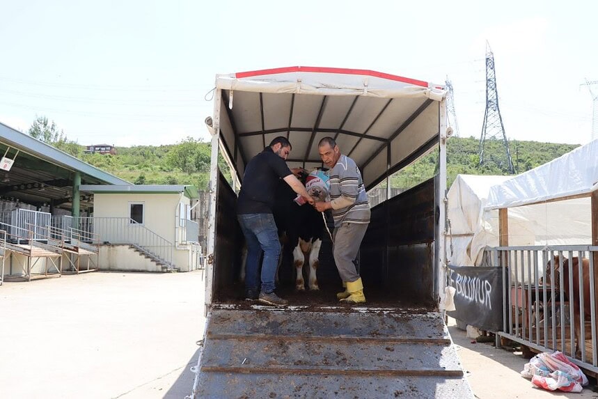 Besiciler İzmit Belediyesi Modern Hayvan Pazarı'nda Yerini Aldı, Satışlar Başladı!