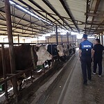 Kartepe'de Kurban Satış ve Kesim Alanlarında Sıkı Denetim Başladı