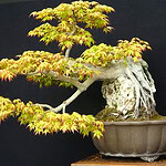 Kocaeli'de 1 Milyon TL'lik Bonsai: 30 Yıllık Emek Sergilendi