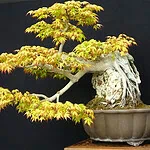 Kocaeli'de 1 Milyon TL'lik Bonsai: 30 Yıllık Emek Sergilendi