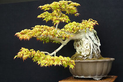 Kocaeli'de 1 Milyon TL'lik Bonsai: 30 Yıllık Emek Sergilendi