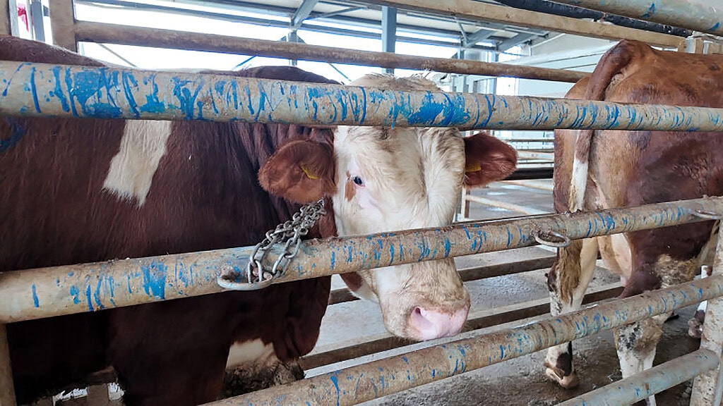 Kocaeli Kurban Kesim Başvuruları Başlıyor! 2026 Kesim Ücretleri ve Başvuru Detayları
