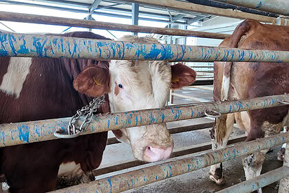 Kocaeli Kurban Kesim Başvuruları Başlıyor! 2026 Kesim Ücretleri ve Başvuru Detayları