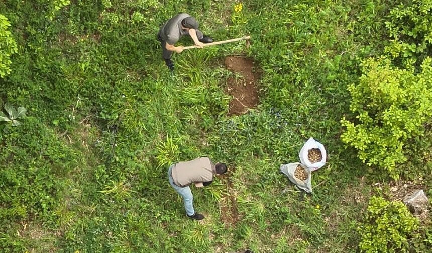 Ormanda Yakalandı, Cezayı Yedi! Kocaeli’de 40 Kilo Salep İçin 699 Bin TL Ceza
