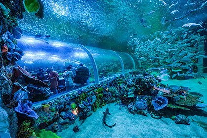 Körfez Aqua Kıtalar Akvaryumu Ziyaretçi Rekoru: İki Günde 36 Bin 809 Kişilik İzdiham!