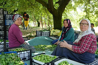Kocaeli Kartepe'nin Dünyaca Ünlü Eşme Eriğinde Hasat Mesaisi: Rekolte Fiyatları Ne Oldu?