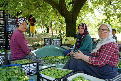 Kocaeli Kartepe'nin Dünyaca Ünlü Eşme Eriğinde Hasat Mesaisi: Rekolte Fiyatları Ne Oldu?