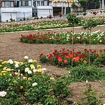 Başiskele'de Görsel Şölen Başladı! 160 Farklı Çeşitten 15 Bin Gülün Kokusu Tüm Kocaeli'yi Sardı!
