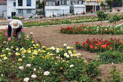 Başiskele'de Görsel Şölen Başladı! 160 Farklı Çeşitten 15 Bin Gülün Kokusu Tüm Kocaeli'yi Sardı!