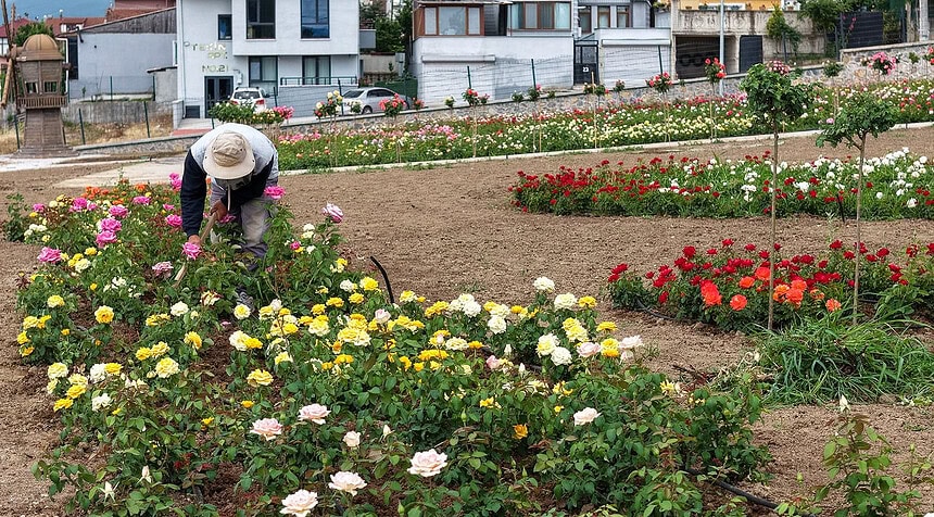 Başiskele'de Görsel Şölen Başladı! 160 Farklı Çeşitten 15 Bin Gülün Kokusu Tüm Kocaeli'yi Sardı!