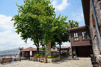 İzmit Tarihi Orhan Camii'nin 600 Yıllık Anıt Çınarı: 4 Kez Yıldırım Düştü, Yine de Yıllara Meydan Okuyor