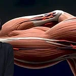 ABD'de Türk Bilim İnsanı Özgün Kılıç Afşar Liderliğindeki Ekip Robotikte Çığır Açtı! Yapay Kas Lifi Geliştirildi!