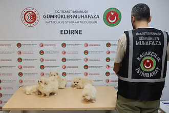 Kapıkule'de Canlı Hayvan Kaçakçılığı Operasyonu: 472 Bin TL Değerinde 6 Pomeranian Yavrusu Kurtarıldı!