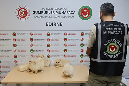 Kapıkule'de Canlı Hayvan Kaçakçılığı Operasyonu: 472 Bin TL Değerinde 6 Pomeranian Yavrusu Kurtarıldı!