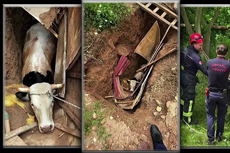 İzmit'te İtfaiyeden Nefes Kesen Operasyon: 15 Metrelik Define Çukuruna Düşen İnek Kurtarıldı!