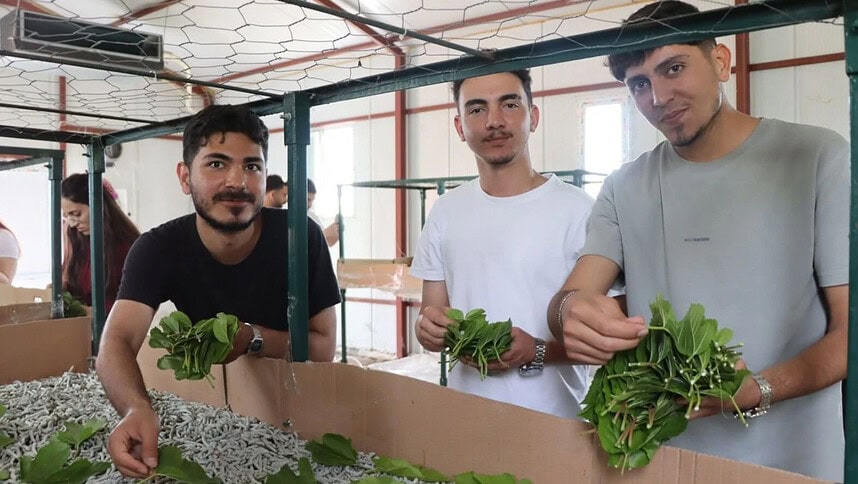 Kocaeli Üniversitesi Öğrencileri İzmit Süleymaniye'deki İpekböceği Kozaevi’nde Üretimi İnceledi!