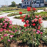 Başiskele'de Görenleri Şaşkına Çeviren Güzellik! 15 Bin Gülün Mis Kokulu Masalı Başladı!