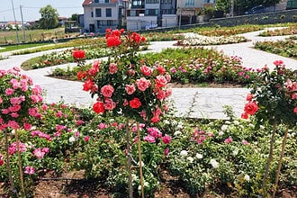 Başiskele'de Görenleri Şaşkına Çeviren Güzellik! 15 Bin Gülün Mis Kokulu Masalı Başladı!