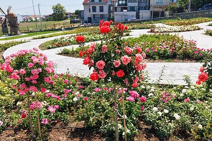 Başiskele'de Görenleri Şaşkına Çeviren Güzellik! 15 Bin Gülün Mis Kokulu Masalı Başladı!
