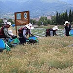 Kocaeli Büyükşehir TABİP Projesinde Hasat Sezonu: 41 Tür Tıbbi Bitki Toplandı!