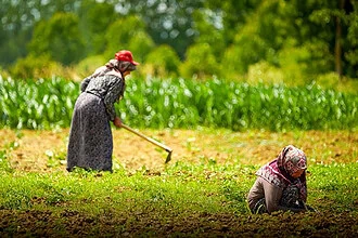 Tohumdan Mazota, Seradan Sulamaya: Kocaeli Büyükşehir Belediyesi’nden Üreticiye Can Suyu!