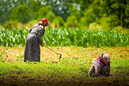 Tohumdan Mazota, Seradan Sulamaya: Kocaeli Büyükşehir Belediyesi’nden Üreticiye Can Suyu!