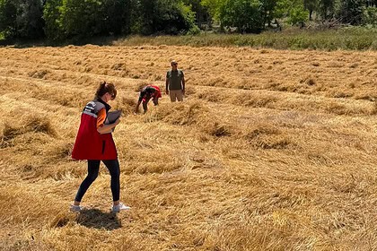 Körfez Naip Mahallesi’nde Ata Tohumu Siyez Buğdayı Hasadı Tamamlandı!