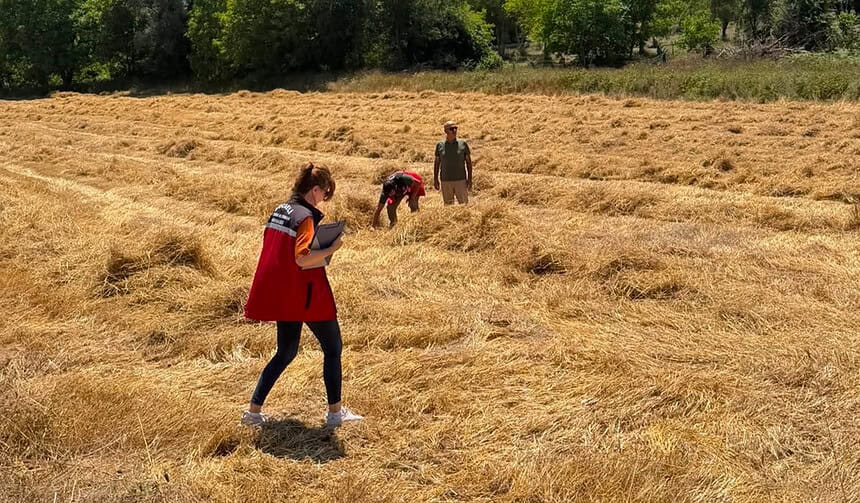 Körfez Naip Mahallesi’nde Ata Tohumu Siyez Buğdayı Hasadı Tamamlandı!