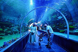 İzmit Körfezi'ne Dönen Balıklar Körfez Aqua'da Sergileniyor