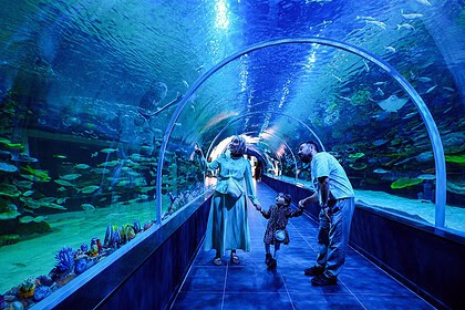 İzmit Körfezi'ne Dönen Balıklar Körfez Aqua'da Sergileniyor