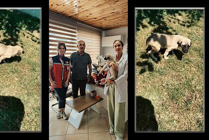 Körfez'de Araba Çarpan Yavru Köpeğe Başarılı Ameliyat: Parçalı Kırık Tedavi Edildi!