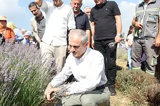 Şekerpınar'da Lavanta Hasadı Şenliği: Çayırovalılar Mor Tarlada Buluştu