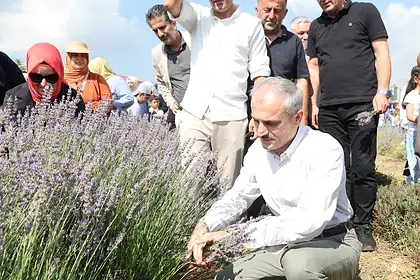 Şekerpınar'da Lavanta Hasadı Şenliği: Çayırovalılar Mor Tarlada Buluştu