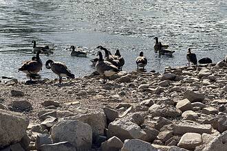 Almanya'da Ren Nehri'nde Kuraklık Alarmı Su Seviyesinde Tarihi Düşüş Yaşandı