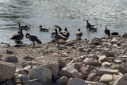 Almanya'da Ren Nehri'nde Kuraklık Alarmı Su Seviyesinde Tarihi Düşüş Yaşandı