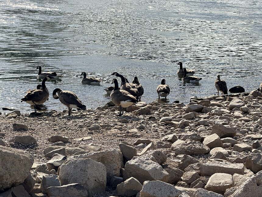 Almanya'da Ren Nehri'nde Kuraklık Alarmı Su Seviyesinde Tarihi Düşüş Yaşandı
