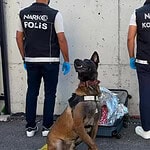 Gebze’de Uyuşturucu Operasyonu: Narkotik Köpeği Valizde 21 Bin Sentetik Ecza Yakaladı!