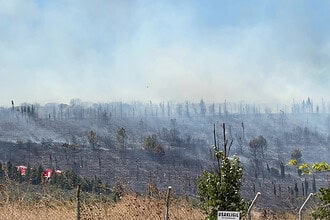 Gebze Beylikbağı'nda Orman Yangını Çıktı: Ekipler Müdahale Ediyor