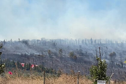 Gebze Beylikbağı'nda Orman Yangını Çıktı: Ekipler Müdahale Ediyor