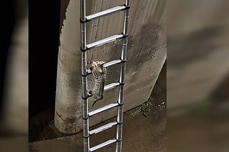 İtfaiye Aşağı İnmeden O Tırmandı! İzmit'te Akılalmaz Kedi Kurtarma Operasyonu!