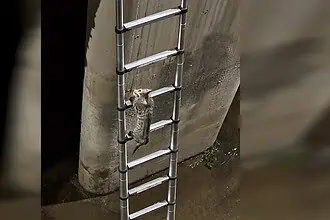 İtfaiye Aşağı İnmeden O Tırmandı! İzmit'te Akılalmaz Kedi Kurtarma Operasyonu!