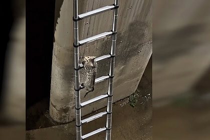 İtfaiye Aşağı İnmeden O Tırmandı! İzmit'te Akılalmaz Kedi Kurtarma Operasyonu!