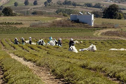 Kocaeli'de Biberiye Hasadı Başladı: Sekapark A.Ş. İle Yerel Ürünler Türkiye Ve Dünyaya Yayılıyor!