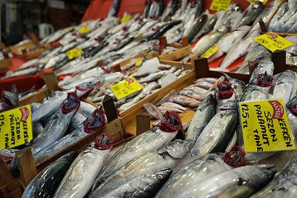 Kocaeli Balık Pazarı Hareketlendi: Palamut, Hamsi Ve İstavritte Sezon İndirimi!
