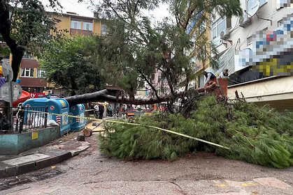 İzmit Ömerağa Mahallesi’nde Ağaç Devrildi: Ömer Tengiz Parkı’nda Sokak Ulaşıma Kaptıldı!