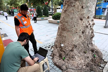 Kocaeli’deki Asırlık Anıt Ağaçlar Akustik Tomografi Yöntemiyle Korunacak!
