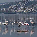 Flamingo Görsel Şöleni: İzmit Körfezi 170 Kuş Türüne Ev Sahipliği Yapıyor!