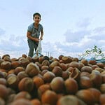 3 Bin Ton Ürün Alındı, Randevu Sırası Bekleniyor: Kandıra'da Fındık Üreticisini Sevindiren Yatırım!
