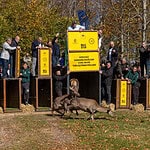 Kocaeli’de 9 Kızıl Geyik Daha Doğaya Salındı!
