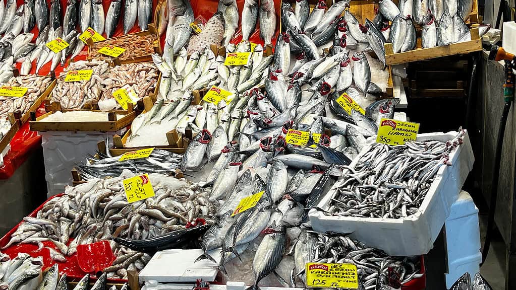 Kocaeli Balık Fiyatları Güncel Liste: Palamut, Hamsi Ve İstavrit Kaç Lira?